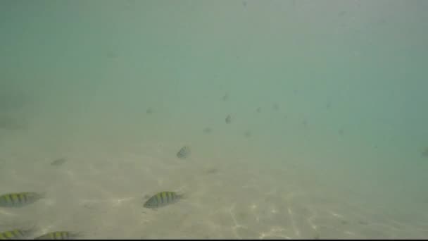 Dozens Yellow Black Fish Swimming Turquoise Green Sea — Stok Video
