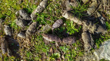 Sierra de Andujar 'da İber vaşak tuvaleti (dışkı), Jaen (İspanya), seçici yaklaşım.