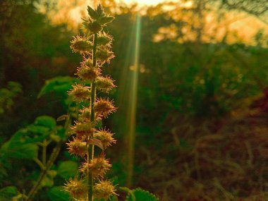 A closeup shot of a common cocklebur (Xanthium strumarium) plant growing in the garden