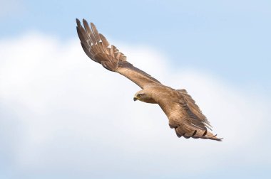 Batı İspanya 'da uçuşan siyah uçurtmanın (milvus migrans) seçici odak noktası.
