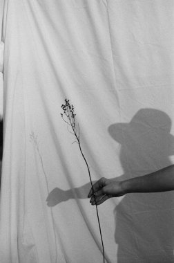 A grayscale shot of a shadow of a woman with a hat holding a flower