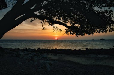 A scenic sunset view by the beach framed with silhouette of tree  in Isle of Wight, England