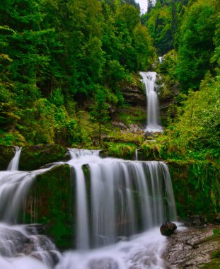 A view of flowing waterfall from mossy rocks surrounded by growing lush trees