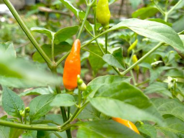 lombok cabai plants that bear fruit. bright and attractive.
