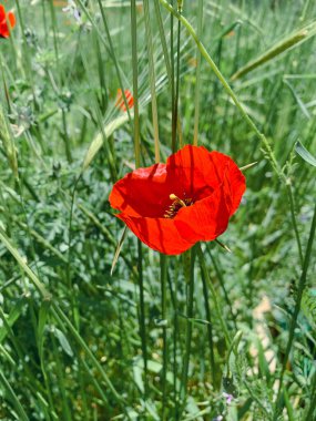 A closeup of a red poppy flower in a green field