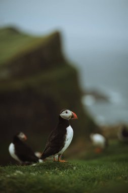 A vertical shot of flock of puffins sitting on the slope of green cliff by the sea, on blurry background.Faroe Islands