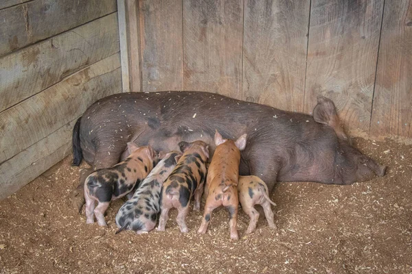 Beautiful Shot Little Piglets Breastfeeding Mother Barn Daytime — Stock Photo, Image