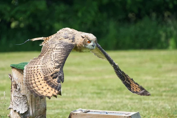 Closeup Shot Powerful Horned Owl Orange Eyes Flying Pole — Stock Photo, Image