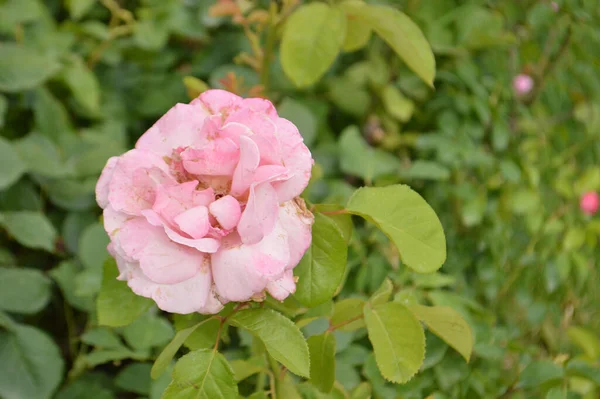 Närbild Blommande Rosa Ros Trädgård — Stockfoto