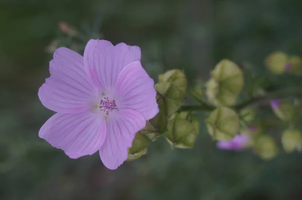 Beautiful Flower Cut Leaved Mallow Blurred Background — Stock Photo, Image