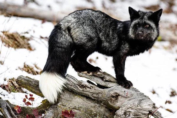 A closeup of a black fox in the forest during winter