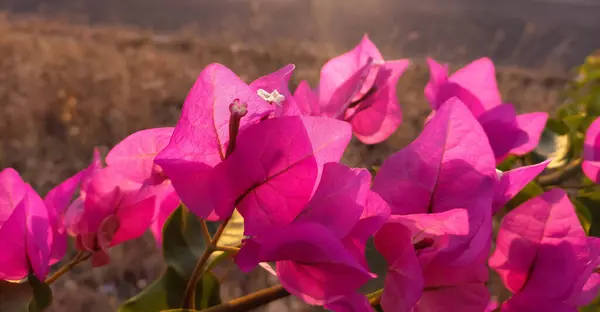 Scenic View Pink Bougainvillea Flowers Garden Blurred Background — Stock Photo, Image