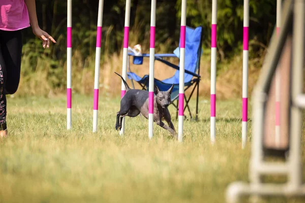Shot Brown Dog Dry Grass Field Running Poles Playground Competition — Stock Photo, Image