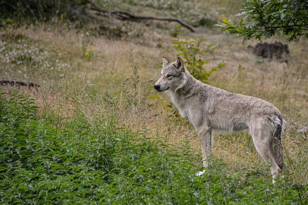 Beautiful Shot Northwestern Wolf Standing Prideful Field — Stok fotoğraf