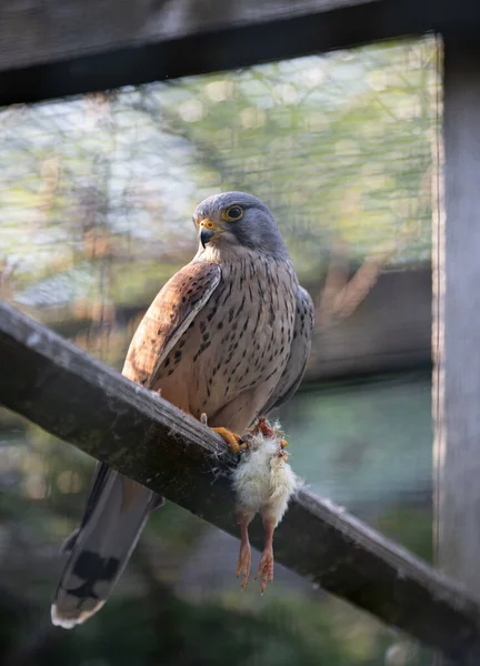 Beautiful Shot Common Kestrel Sitting Tree — Stock Photo, Image