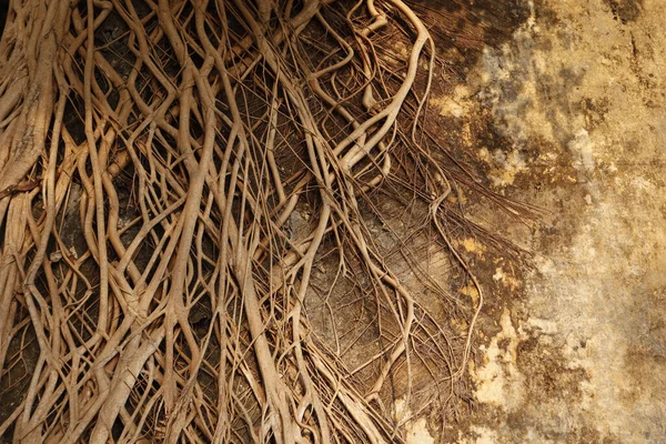 Beautiful View Root Banyan Tree Climbing Old Abandoned Building Sunny — Stock Photo, Image