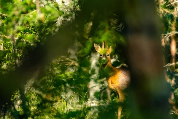 Young Deer Looks Camera Bushes Karson Island Sweden — Stock Photo, Image
