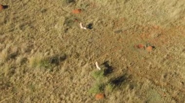 A top view of Springbok antelope grazing on grass plains in Africa