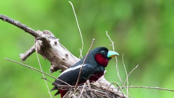 Pair Black Red Broadbill Birds Gathering Nest Material Building Nes — Stockvideo