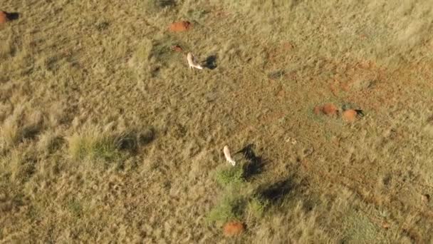 Top View Springbok Antelope Grazing Grass Plains Africa — Stockvideo