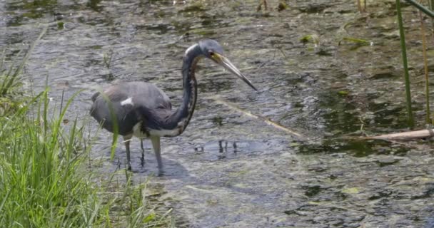 Tricolored Heron Fishing Wetlands Florida — Video Stock