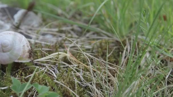 Beautiful Shot Snail Crawling Grass Garden Daytime — Stock video