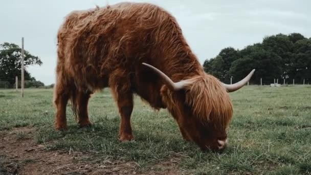 Шотландська Високогірна Корова Рогами Травою Полі Фермі Хмарний День Bluebell — стокове відео