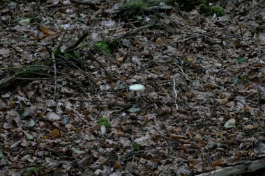 A closeup of a tiny white mushroom in a forest in Thuringen