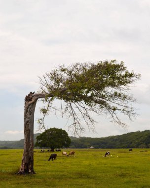 A vertical shot of single tree struck by lightning in the field with cows grazing in the background