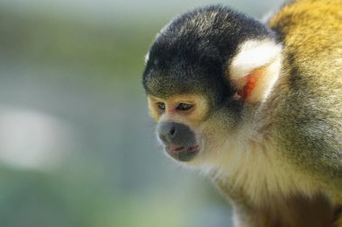A closeup of a cute black headed Saimiri monkey on a blurred background