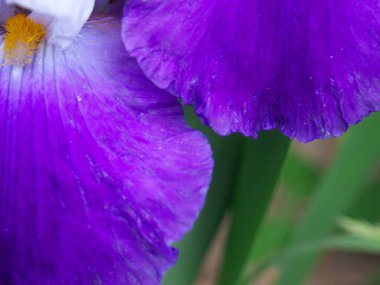 Beautiful photo of a selective focus shot of beautiful iris petals