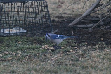 The Blue Jay eating some seeds on the green grass