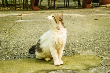 A closeup of a cute fluffy Cyprus cat sitting outdoors on the ground while looking to the side