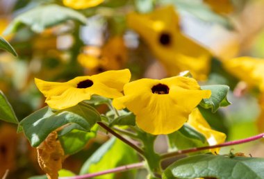 A closeup shot of blooming yellow sesame succulent flowers