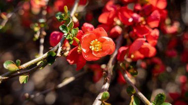 A closeup shot of a chaenomeles on the blurry background