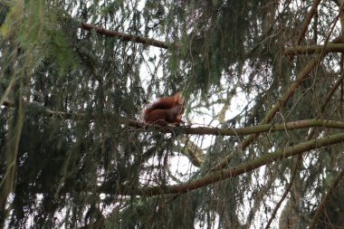 A closeup of a brown squirrel sitting on a tree among green branches