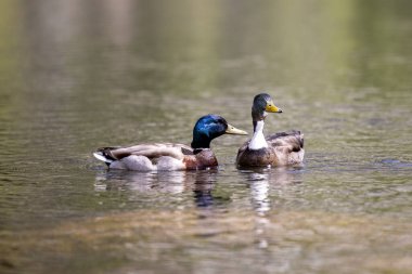 The two mallard ducks floating in the pond water on a sunny day