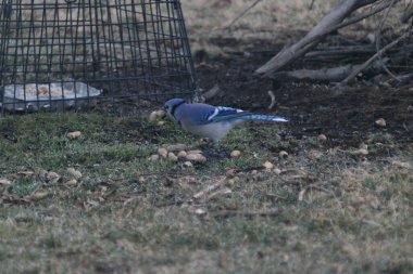 The Blue Jay eating some seeds on the green grass
