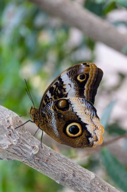A vertical closeup shot of a butterfly on a tree branch