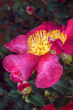 A vertical shot of a sasanqua camellia blooming in the spring