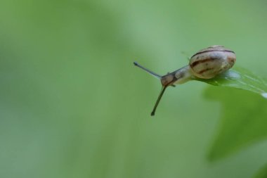 A closeup of a small snail on a green leaf branch with a blurred background