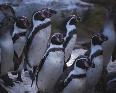 A group of Humboldt penguins standing on a big rock