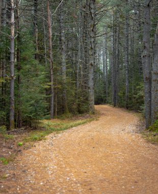 A beautiful shot of an unpaved road going through the woods during daytime in New England region, United States