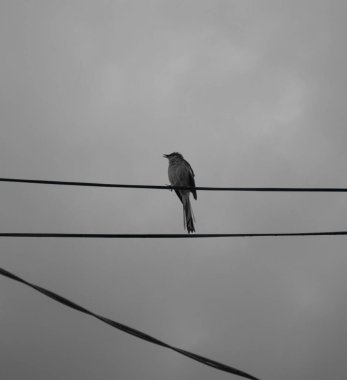 A white-faced starling perched on a wire in a cloudy sky background