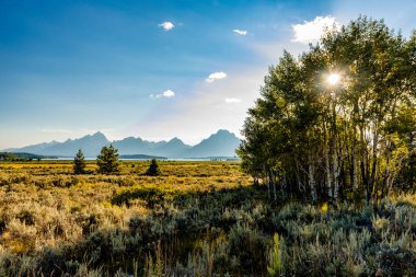 A green field with trees and mountains under the clear sky in Grand Teton national park in Wyoming, USA