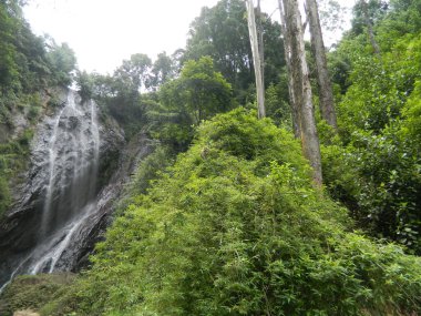 Küçük şelaleli güzel yeşil orman manzarası