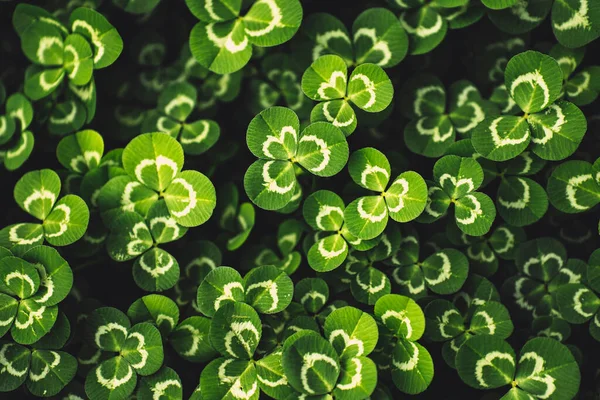 A closeup of Trifolium repens, white clover foliage. Top view.