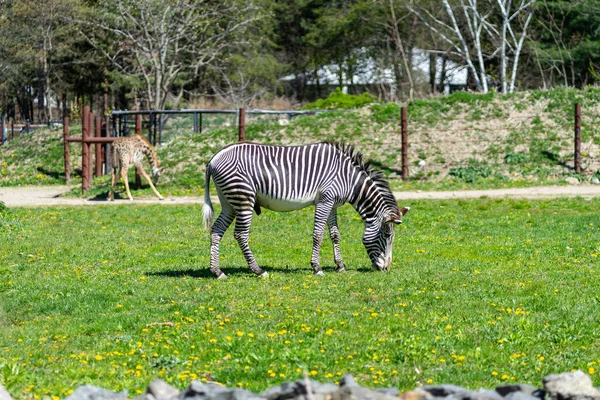 Grevy Zebra Enjoying Breakfast Enclosure Franklin Park Zoo — Stockfoto