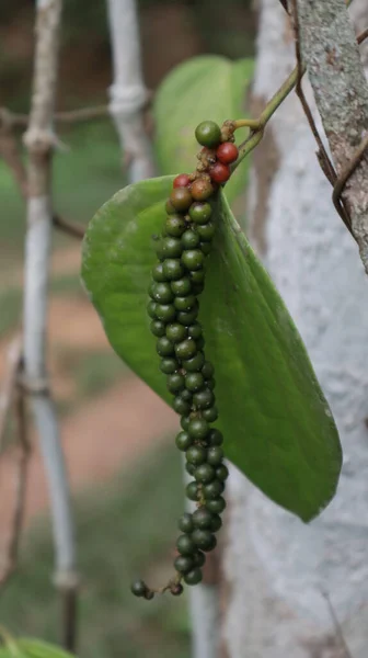A vertical shot of a black pepper growing in the garden