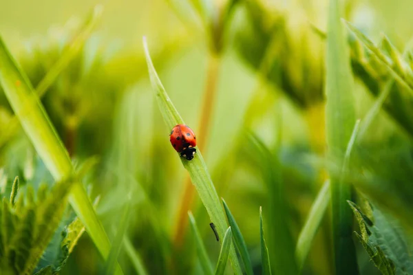 Belo Tiro Close Uma Joaninha Uma Grama Verde — Fotografia de Stock